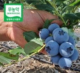다온농장 블루베리