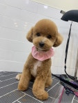 민s 펫살롱