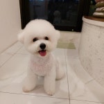 펫티 애견카페
