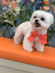 민s 펫살롱