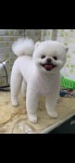 민s 펫살롱