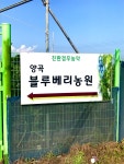 양곡블루베리농원