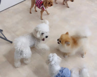 애견유치원 호텔 퍼피엔젤스