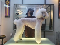 써니펫살롱