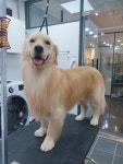 써니펫살롱