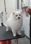 써니펫살롱