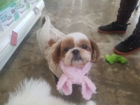 청춘애견 계룡점