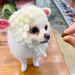 청춘애견 계룡점