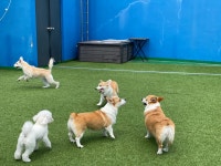 놀다가시개 애견유치원호텔