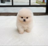 강아지분양 애견입양 아이러브독 광주점