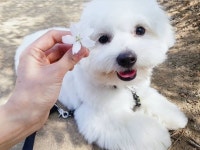몽이랑애견스쿨 애견유치원호텔
