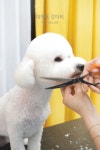 대명동강아지