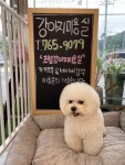 강아지미용실