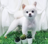 헤어컹컹