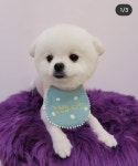 호야펫살롱