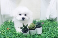헤어컹컹