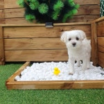 멍투게더 강아지유치원호텔 강남본점