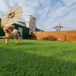 멍투게더 강아지유치원호텔 강남본점