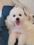 커들리독