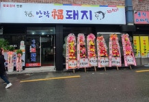 안락 복 돼지