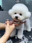 포비치