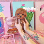 라이프독 인천본점 24시 강아지분양 고양이분양