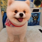 아트도그