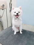 똥개애견