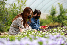 소백산꽃차이야기