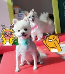 미스멍
