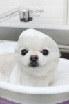대명동강아지
