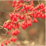 내리마을 협동조합