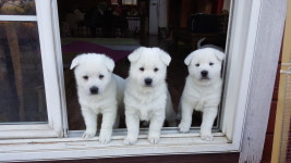 나 대관령왔어 펜션