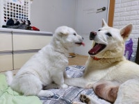 나 대관령왔어 펜션