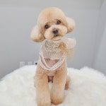 몽트라슈