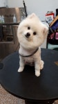 멍멍샵