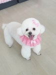 솔펫살롱