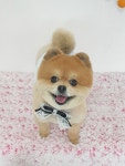 솔펫살롱