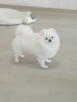 솔펫살롱