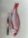 해인수산