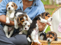 노는 개 제일좋아