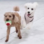 반려견 돌봄 센터 일구삼