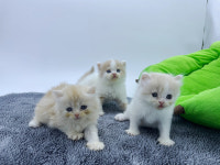 영캣