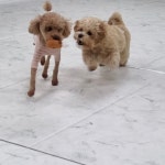 반려견 돌봄 센터 일구삼