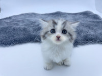 영캣