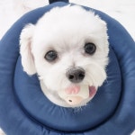 반려견 돌봄 센터 일구삼