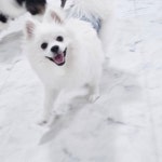 반려견 돌봄 센터 일구삼