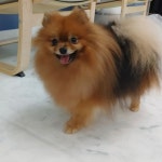 반려견 돌봄 센터 일구삼