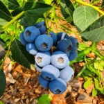 용수골블루베리 농장