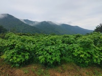 강릉 산골개두릅 농장